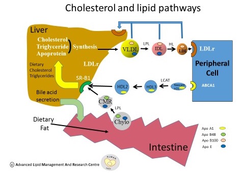 Figure 1 Cholesterol and Lipid Pathways